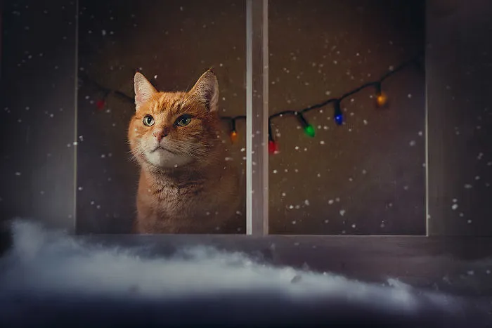 I Made A Career Out Of Annoying Cats