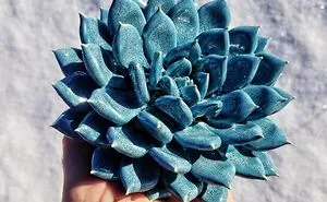 I Grow Succulents From Clay And Porcelain