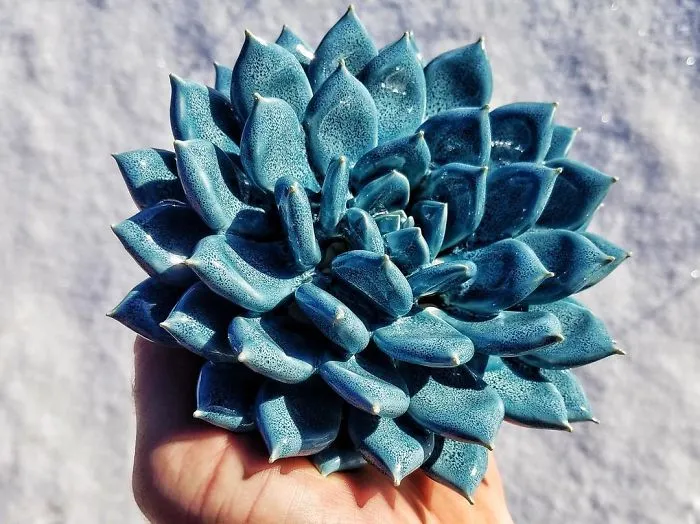 I Grow Succulents From Clay And Porcelain