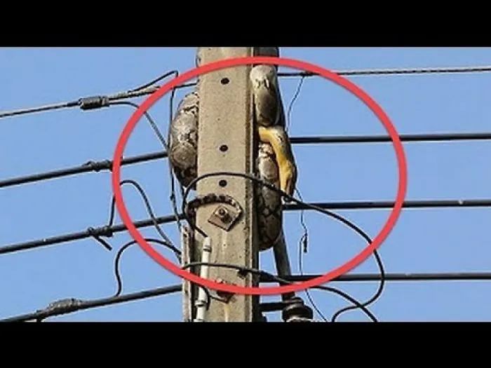 Large Python Nearly Took Down A Whole Power Grid In Thailand All By Itself