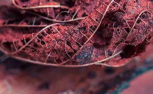 Leaf