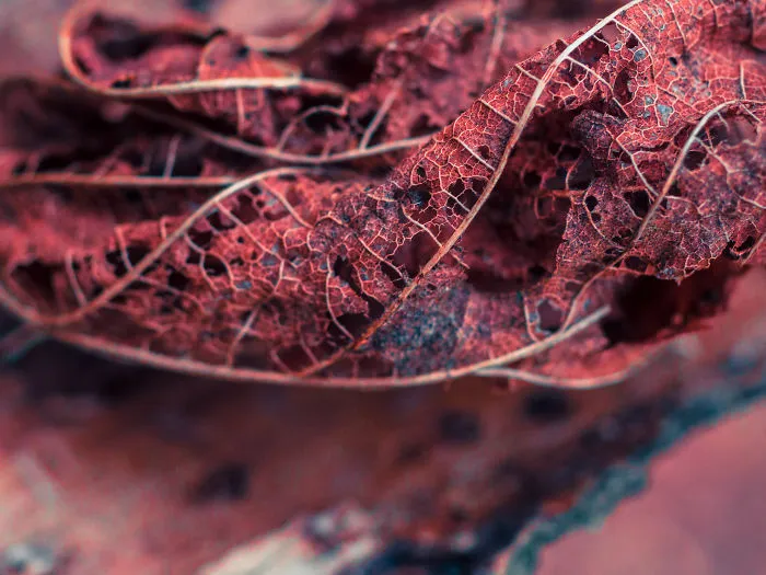 Leaf