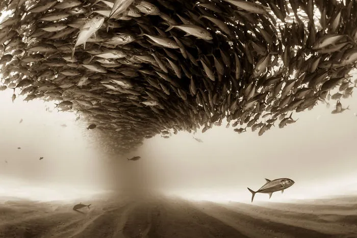 Christian Vizl, Mexico (Professional, Natural World)
