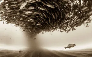 2017 Sony World Photography Best Photos Will Take Your Breath Away