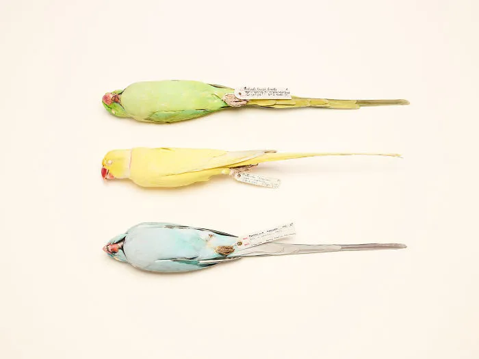 Felicity Mccabe, United Kingdom (Professional, Natural World)