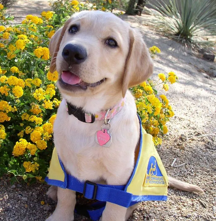 Future Assistance Dog Waiting To Grow Into Her Cape