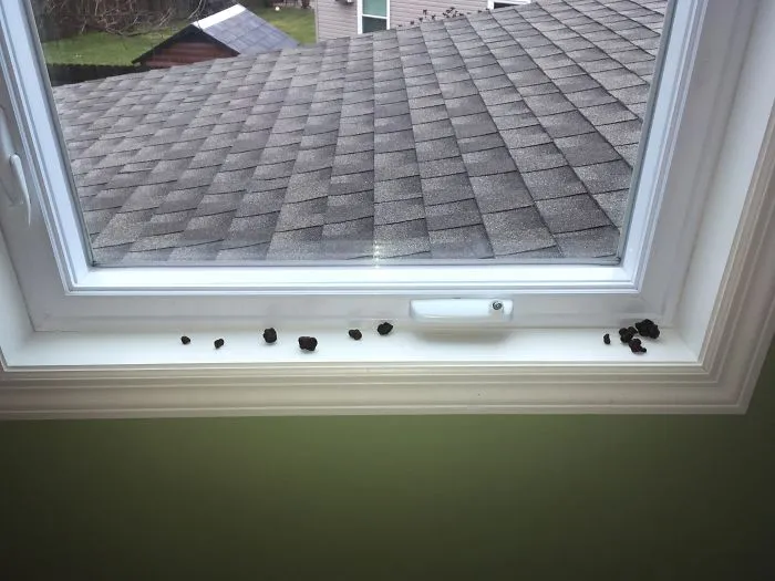 Yup. That's Poo