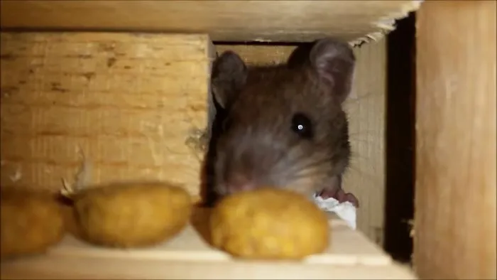 Little Rascals In The Walls