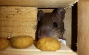 Little Rascals In The Walls