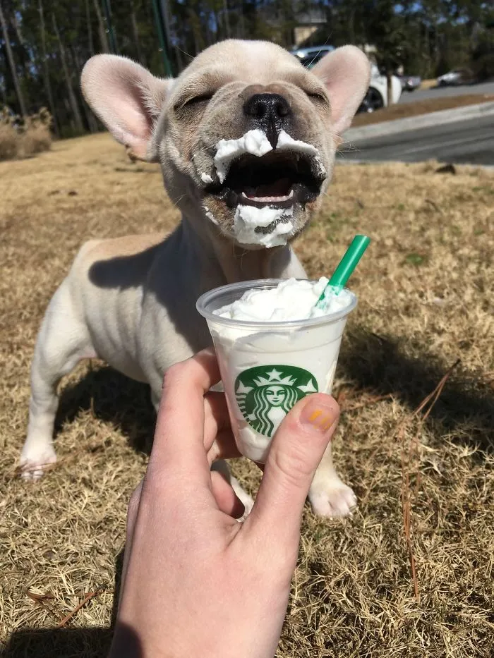 Disfrutando de su "puppuccino"