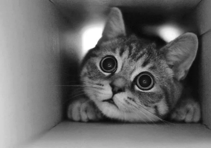 I Don't Know How Cat Feels When They Stuck Somewhere!