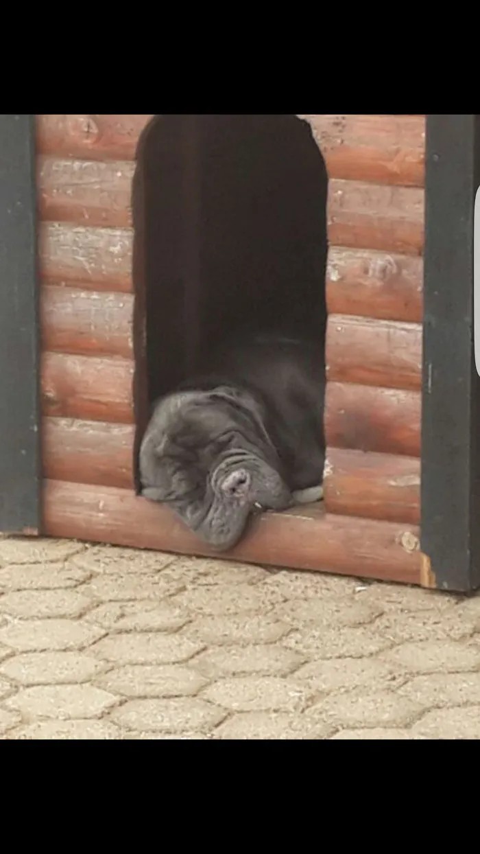 My Doggo Melting Outside, I Miss Him So Much :(