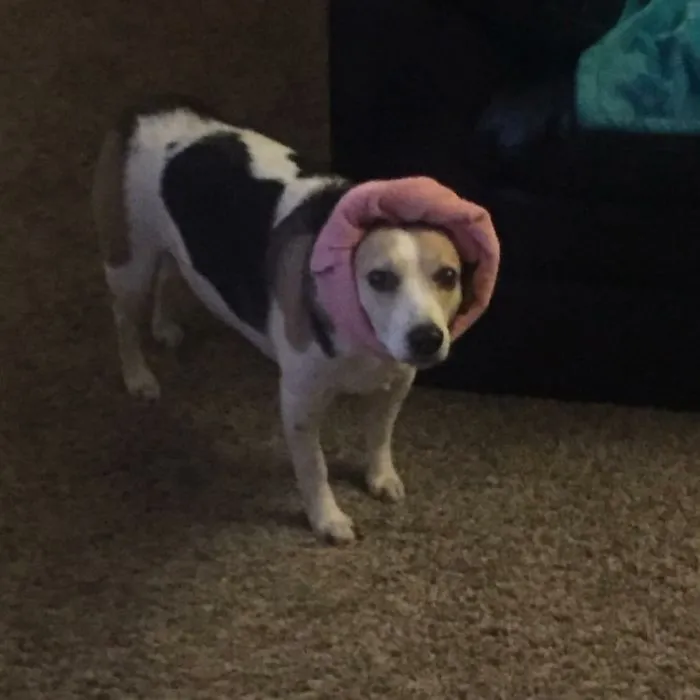 I Hate Spaday!