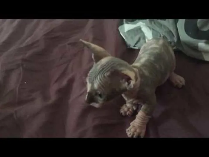 Little Bambino Kitten Playing With Everything In Sight.