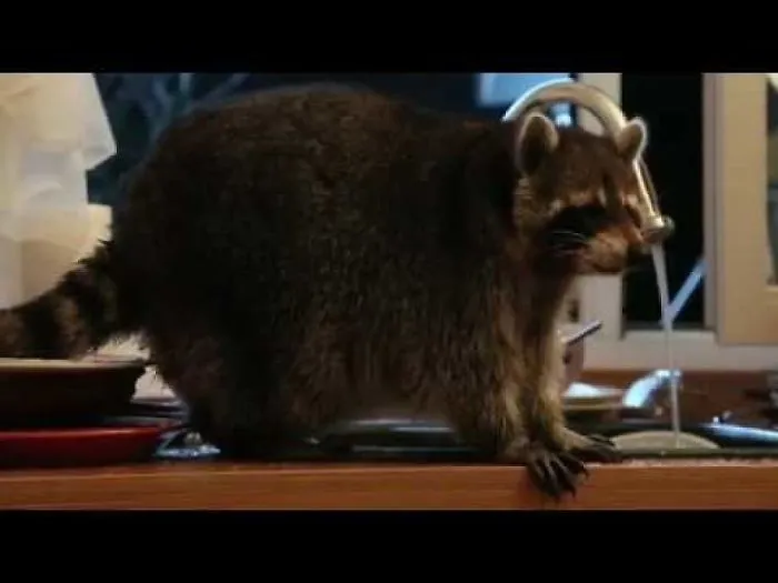 A Raccoon In Russia Who Broke Into A House, Was Caught On Camera Doing The Dishes