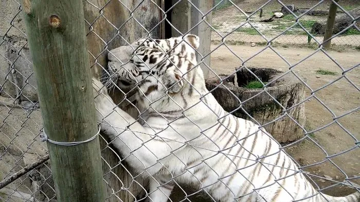 Tiger Marking Me As Her Territory
