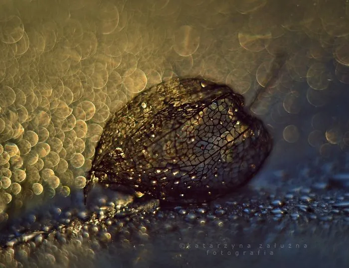 Physalis Alkekengi