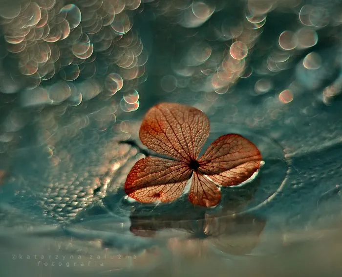 Hydrangea And Bokeh