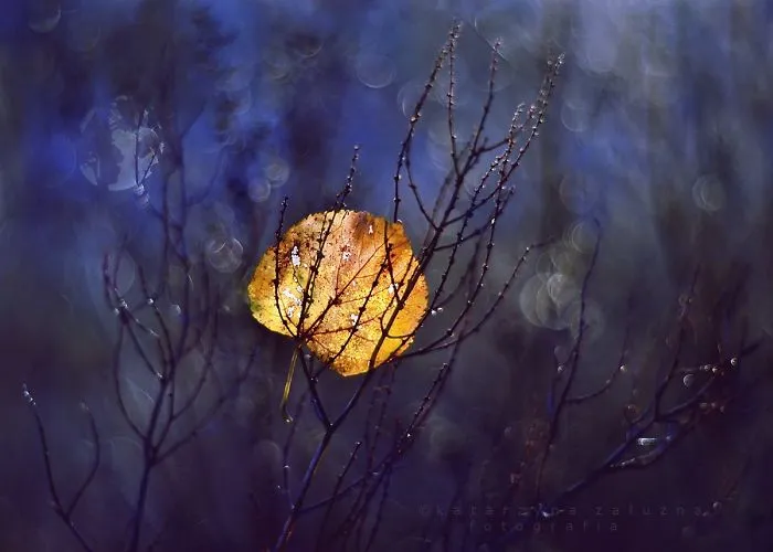 Moonlit Night
