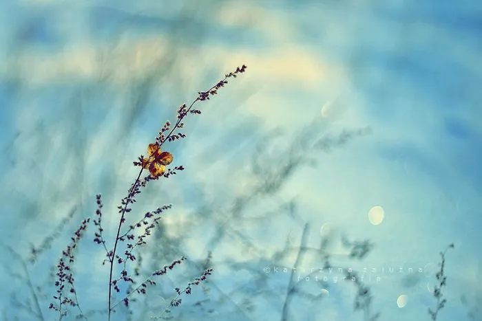 Winter Impression