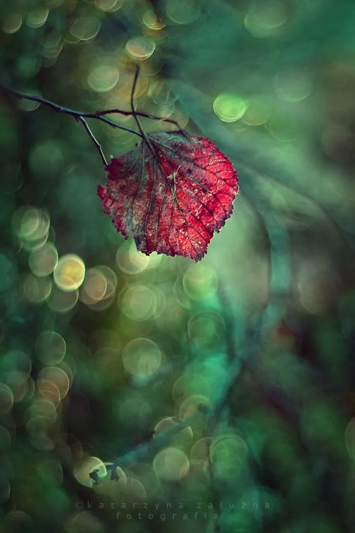 Fuchsia And Emerald