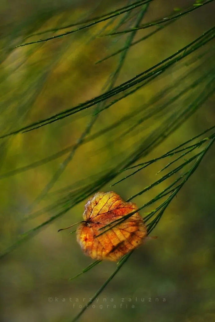 Pinch Of Autumn