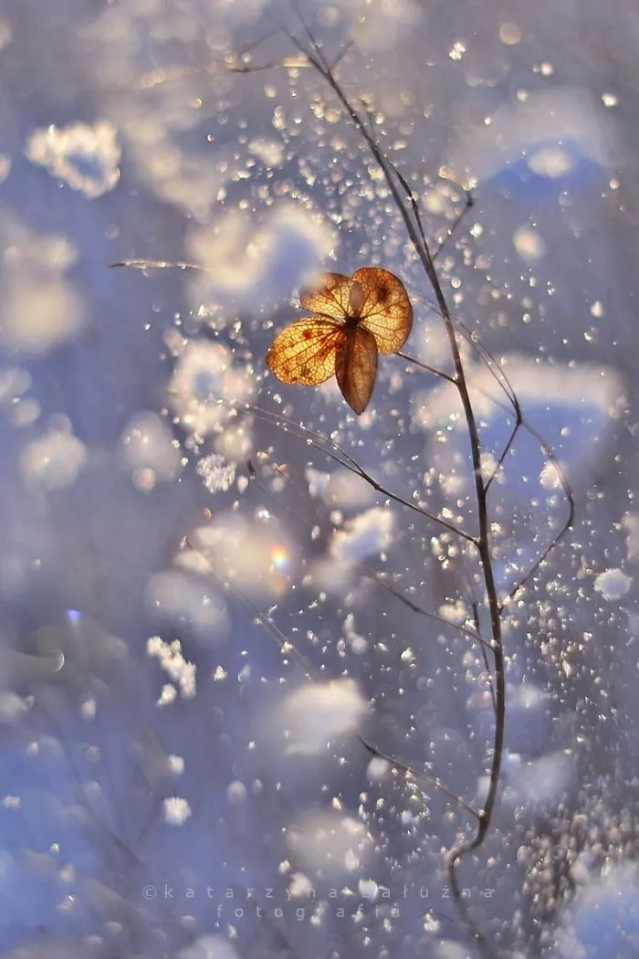 Snow Variation