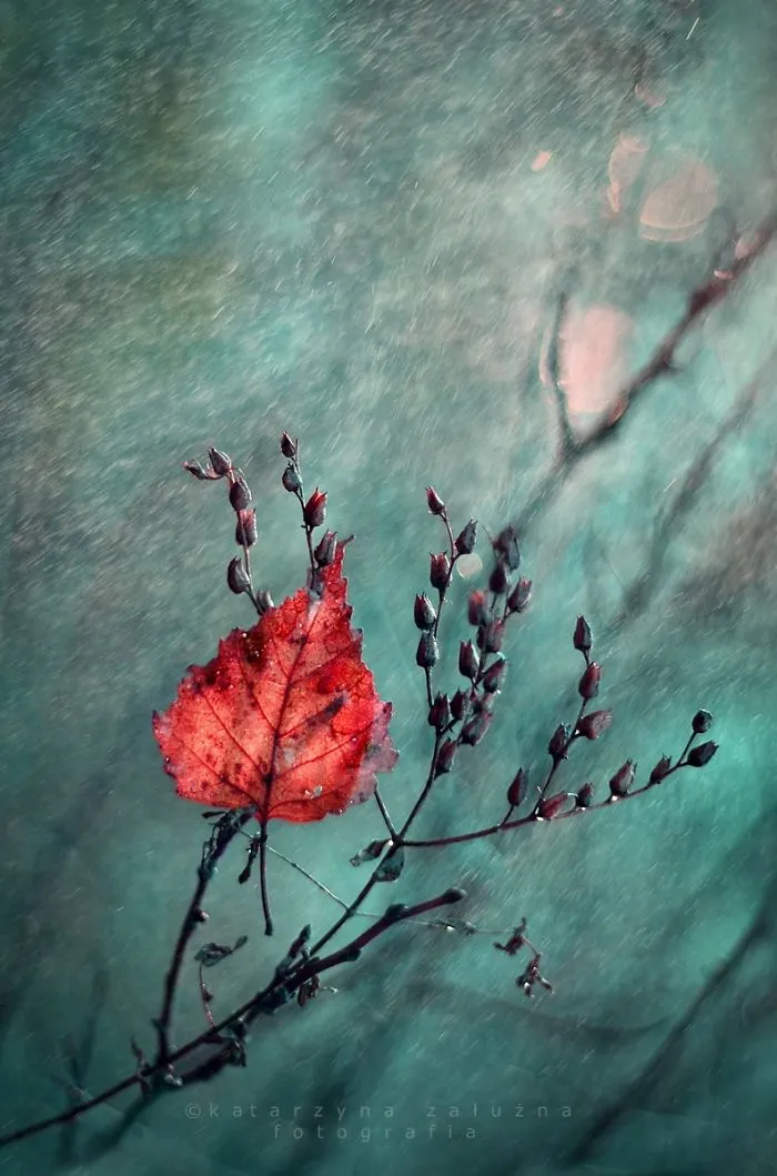 Wuthering Impressions