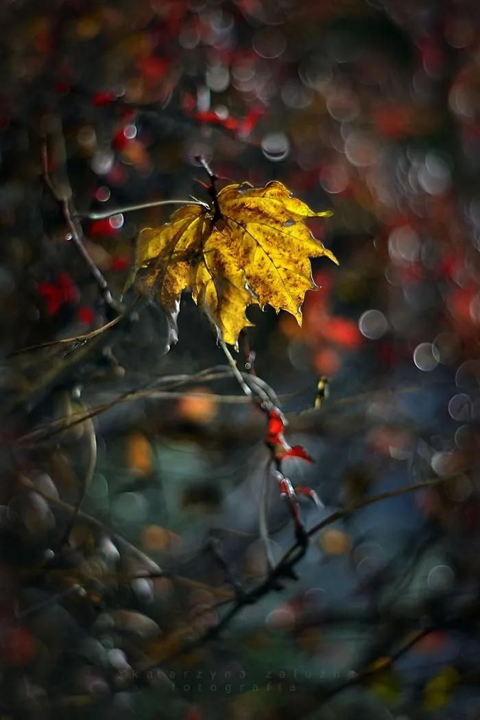 Crazy Autumn