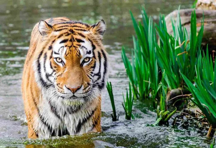 Bengal Tiger