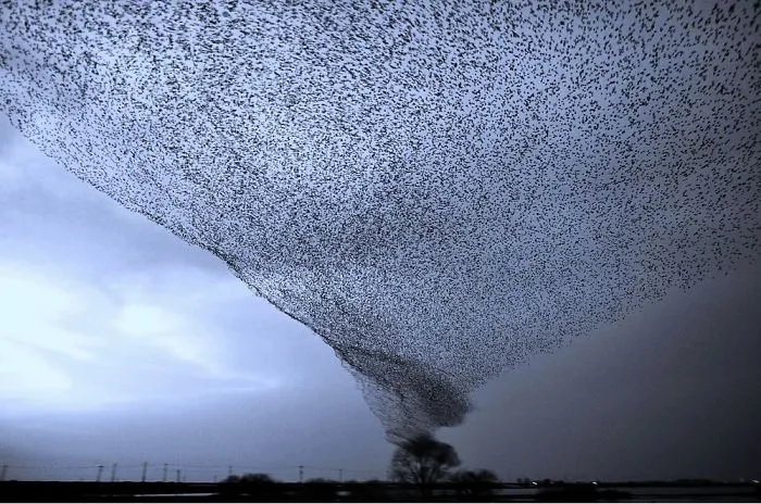 Birdy Hurricane