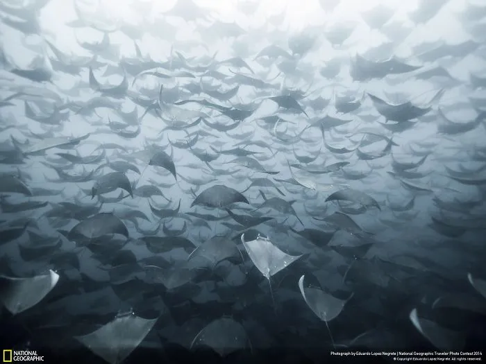 Oceanic Flight
