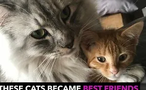 This Maine Coon Cat Found His Soulmate