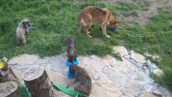 My Three Little Pigs And My Wild Wolf