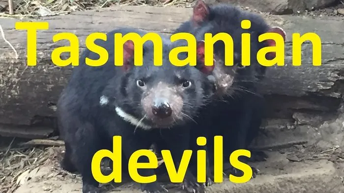 Tasmanian Devils Fighting Over Food