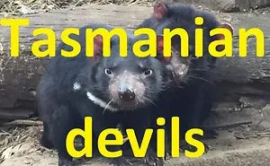 Tasmanian Devils Fighting Over Food
