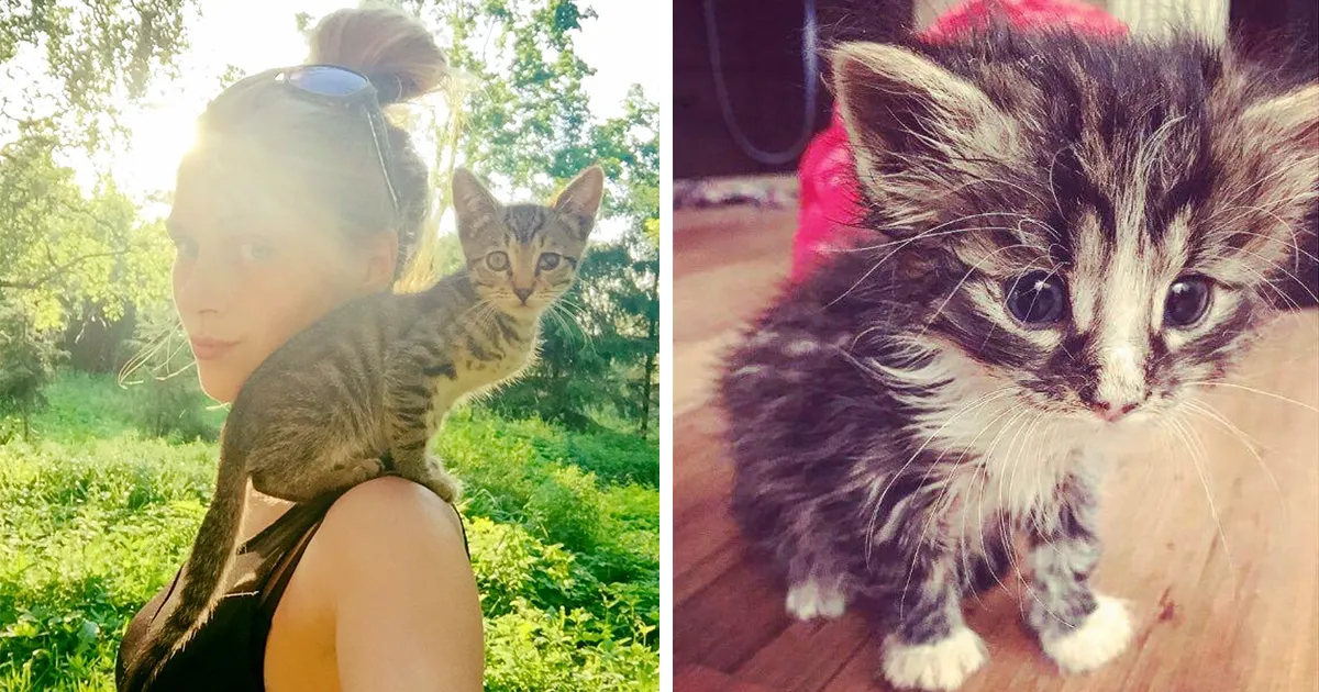 Esta chica letona ha rescatado a más de 350 gatos sin hogar durante los últimos 2 años