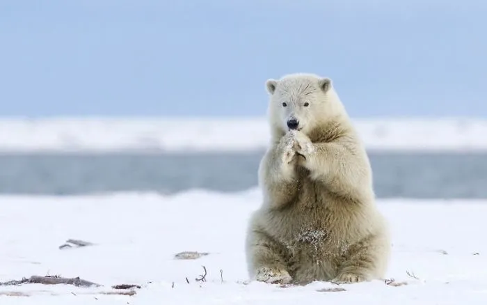 Cute Polar Bear