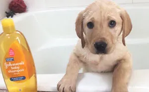50 Times Animals Did Things For The First Time, And Had The Funniest Reactions