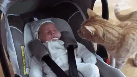 Gato viendo un bebé por 1ª vez
