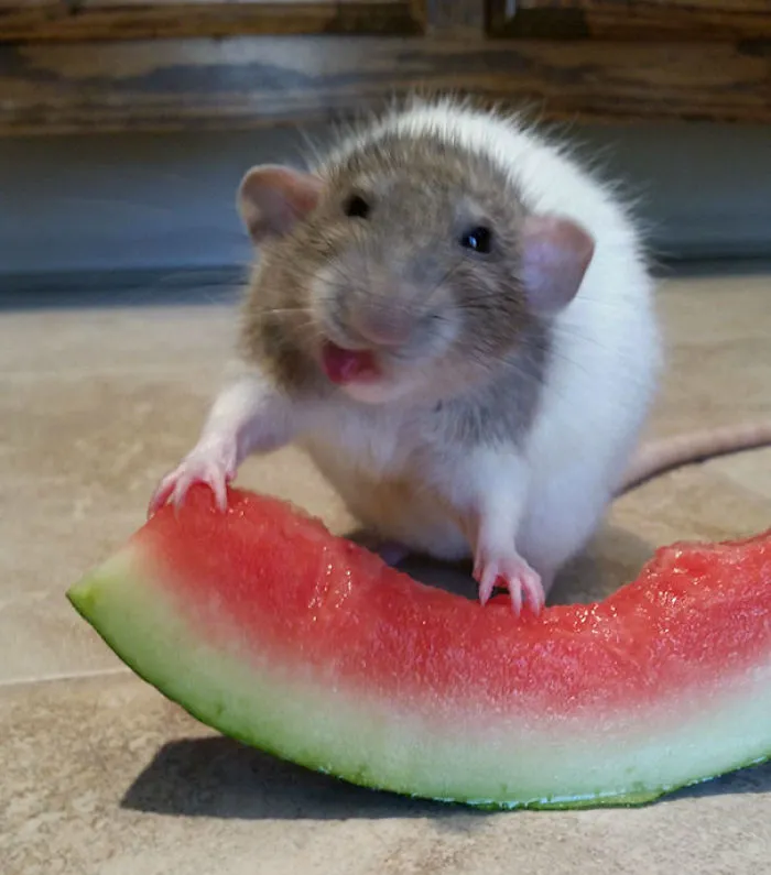 Rata probando la sandía