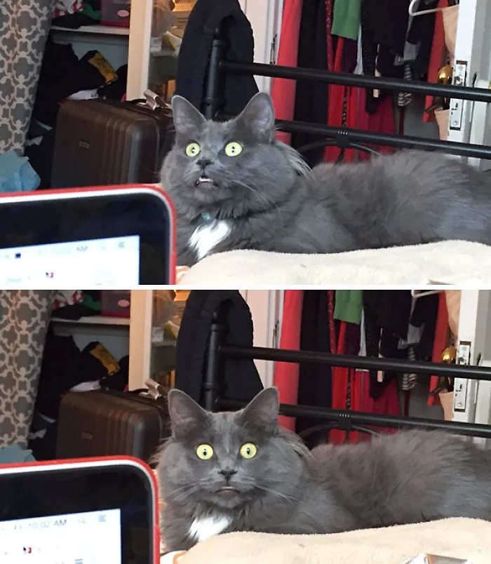 My Roommate's Cat Seeing Snow Out The Window For The First Time