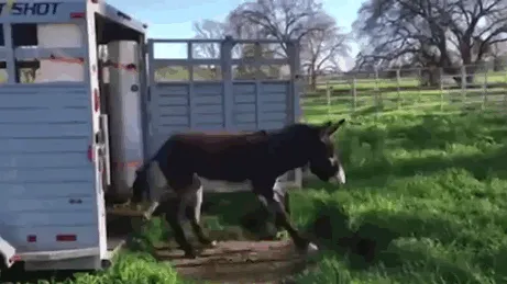 Burro viendo el cesped por 1ª vez