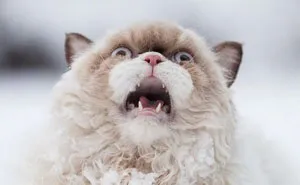 50 Times Animals Did Things For The First Time, And Had The Funniest Reactions