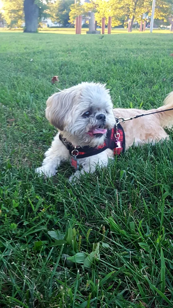 I Took Photos Of My Dog While Walking Her Through A Park And She Looks Like The Happiest Dog Alive