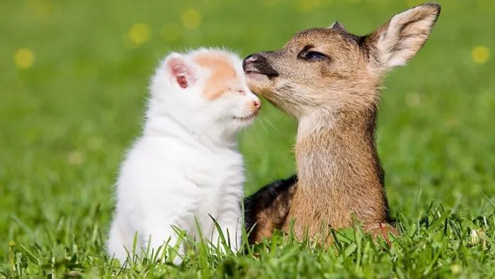 Cat And Deer