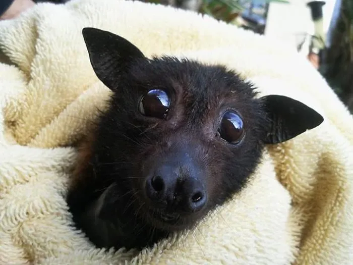 Baby Bat First Time Taste Fruit