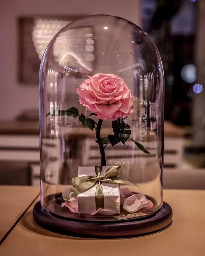 Existen de verdad las rosas como la de "La Bella y la Bestia", y duran 3 años