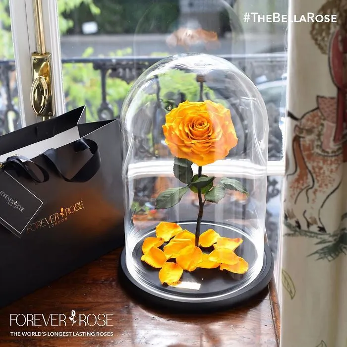 Real "Beauty And The Beast" Roses Exist, And They'll Last For 3 Years