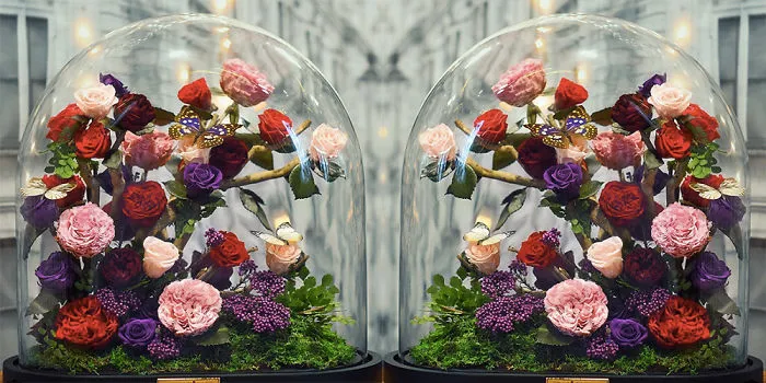 Existen de verdad las rosas como la de "La Bella y la Bestia", y duran 3 años